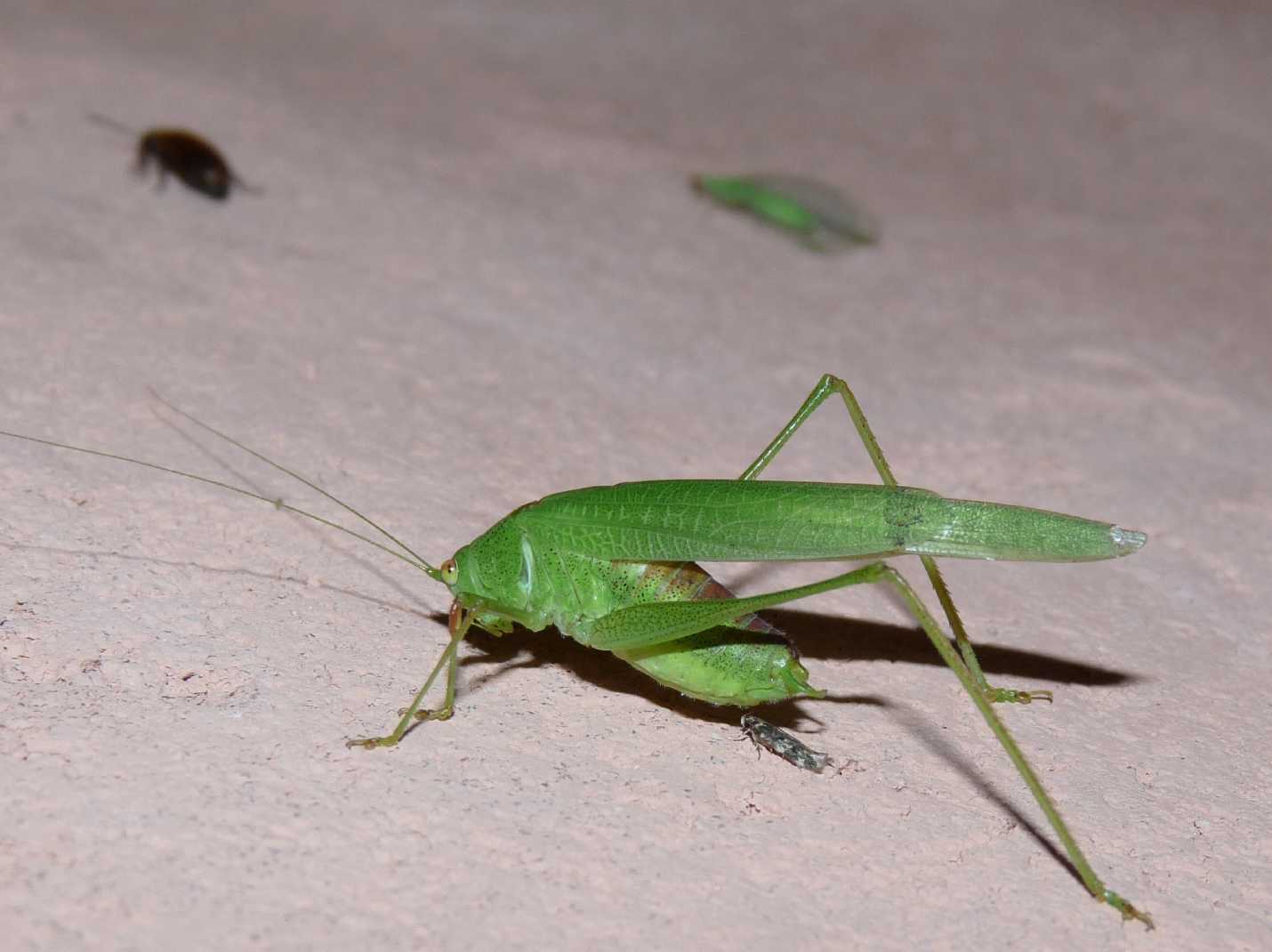 Cavalletta verde: Phaneroptera nana